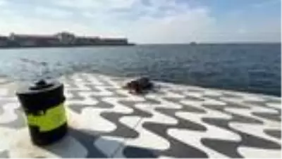 Son Dakika | Ölü caretta caretta sahile vurdu Son Dakika | Ölü caretta caretta sahile vurdu