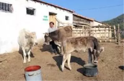 ORKÖY'den Aydın ve Muğla köylüsüne 4,5 milyon TL destek ORKÖY'den Aydın ve Muğla köylüsüne 4,5 milyon TL destek