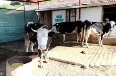 ORKÖY'den Aydın ve Muğla köylüsüne 4,5 milyon TL destek ORKÖY'den Aydın ve Muğla köylüsüne 4,5 milyon TL destek