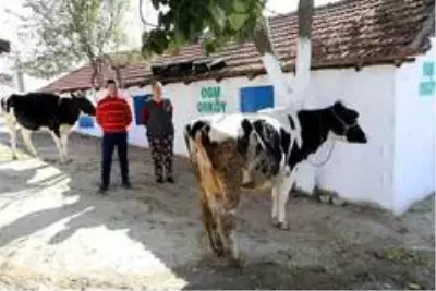 ORKÖY'den Aydın ve Muğla köylüsüne 4,5 milyon TL destek ORKÖY'den Aydın ve Muğla köylüsüne 4,5 milyon TL destek