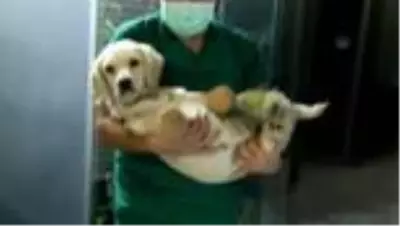 Son dakika haberi: Patileri kesilen köpekle ilgili 3 kişi gözaltına alındı Son dakika haberi: Patileri kesilen köpekle ilgili 3 kişi gözaltına alındı