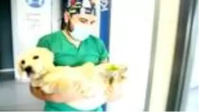 Son dakika haberi: Patileri kesilen köpekle ilgili 3 kişi gözaltına alındı Son dakika haberi: Patileri kesilen köpekle ilgili 3 kişi gözaltına alındı