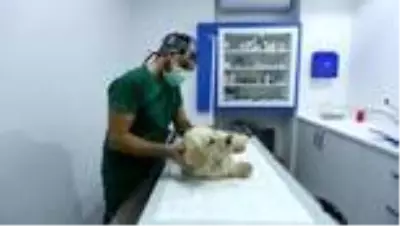 Son dakika haberi: Patileri kesilen köpekle ilgili 3 kişi gözaltına alındı Son dakika haberi: Patileri kesilen köpekle ilgili 3 kişi gözaltına alındı