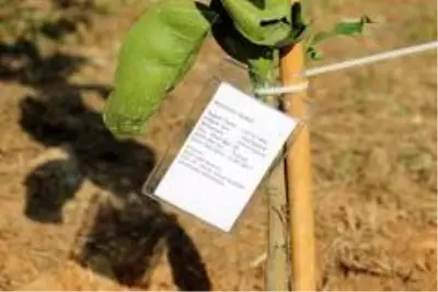 Son dakika haberi... Şehit öğretmenlerin isimleri ADÜ'de yaşayacak Son dakika haberi... Şehit öğretmenlerin isimleri ADÜ'de yaşayacak
