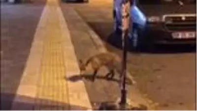 Şehre inen tilkiye esnaftan 'köfte' ikramı Şehre inen tilkiye esnaftan 'köfte' ikramı