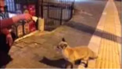 Şehre inen tilkiye esnaftan 'köfte' ikramı Şehre inen tilkiye esnaftan 'köfte' ikramı