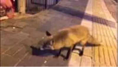 Şehre inen tilkiye esnaftan 'köfte' ikramı Şehre inen tilkiye esnaftan 'köfte' ikramı