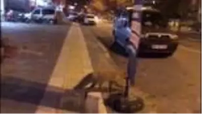 Şehre inen tilkiye esnaftan 'köfte' ikramı Şehre inen tilkiye esnaftan 'köfte' ikramı