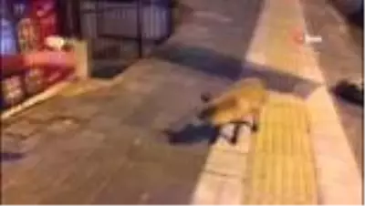 Şehre inen tilkiyi Sivas köftesi ile besledi Şehre inen tilkiyi Sivas köftesi ile besledi