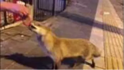 Şehre inen tilkiyi Sivas köftesi ile besledi Şehre inen tilkiyi Sivas köftesi ile besledi