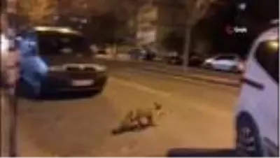 Şehre inen tilkiyi Sivas köftesi ile besledi Şehre inen tilkiyi Sivas köftesi ile besledi