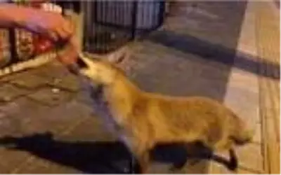 Şehre inen tilkiyi Sivas köftesiyle besleyen esnaf: Ekmeği almadı, köfteyi aldı Şehre inen tilkiyi Sivas köftesiyle besleyen esnaf: Ekmeği almadı, köfteyi aldı