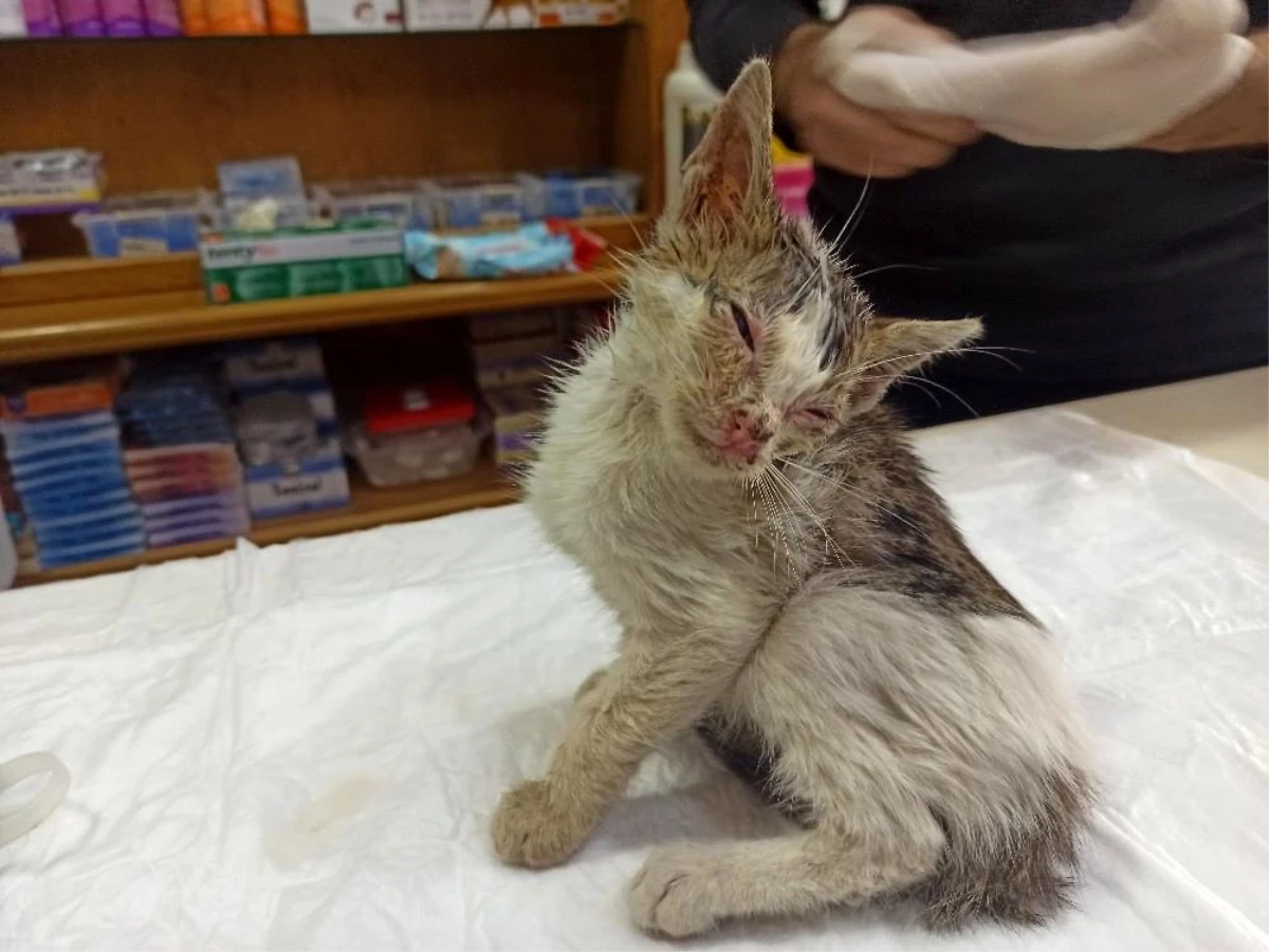 Sokakta bulunan yaralı kedi hayata tutundu Haberler