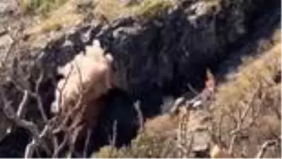 Son dakika haberi | Teröristlerin kullandığı 3 mağara kullanılamaz hale getirildi Son dakika haberi | Teröristlerin kullandığı 3 mağara kullanılamaz hale getirildi