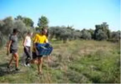 Yabancı gönüllü öğrenciler, zeytin hasadına katıldı Yabancı gönüllü öğrenciler, zeytin hasadına katıldı