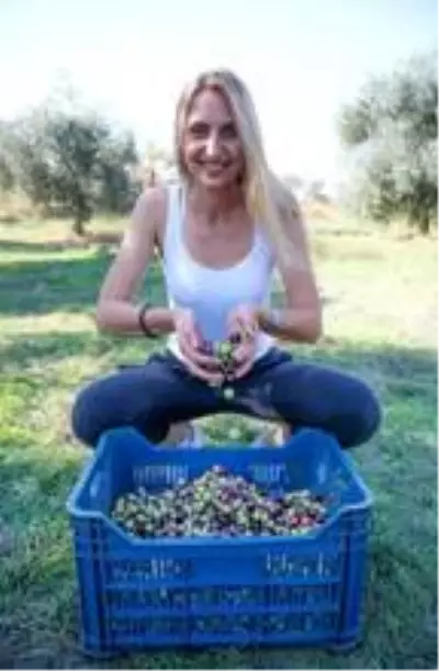 Yabancı gönüllü öğrenciler, zeytin hasadına katıldı Yabancı gönüllü öğrenciler, zeytin hasadına katıldı