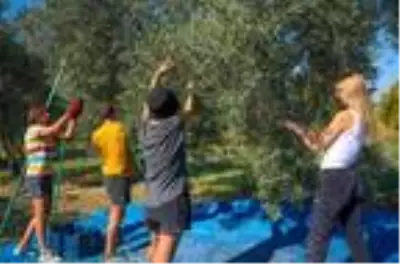 Yabancı gönüllü öğrenciler, zeytin hasadına katıldı Yabancı gönüllü öğrenciler, zeytin hasadına katıldı