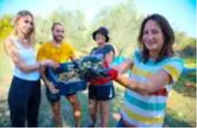 Yabancı gönüllü öğrenciler, zeytin hasadına katıldı Yabancı gönüllü öğrenciler, zeytin hasadına katıldı