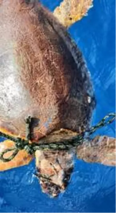 Zıpkınla vurulan caretta carettayı bulan balıkçı: Bu hayvanlara zarar vermeyin Zıpkınla vurulan caretta carettayı bulan balıkçı: Bu hayvanlara zarar vermeyin