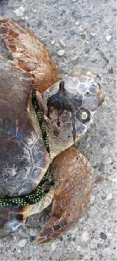Zıpkınla vurulan caretta carettayı bulan balıkçı: Bu hayvanlara zarar vermeyin Zıpkınla vurulan caretta carettayı bulan balıkçı: Bu hayvanlara zarar vermeyin
