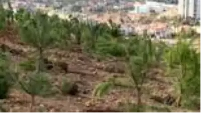 Akademisyen Ceren Damar Şenel'in adı hatıra ormanında yaşayacak Akademisyen Ceren Damar Şenel'in adı hatıra ormanında yaşayacak