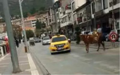 Amasya'da sahibinden kaçan boğa trafiği birbirine kattı Amasya'da sahibinden kaçan boğa trafiği birbirine kattı