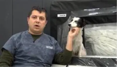 Araba altında ezilen köpeğin daha önce de vurulduğu ortaya çıktı Araba altında ezilen köpeğin daha önce de vurulduğu ortaya çıktı
