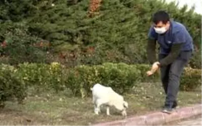 Araba altında ezilen köpeğin daha önce de vurulduğu ortaya çıktı Araba altında ezilen köpeğin daha önce de vurulduğu ortaya çıktı