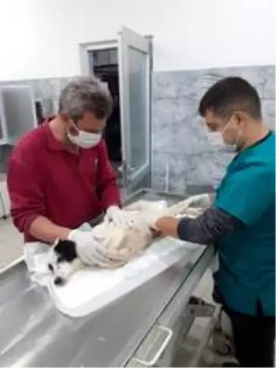 Araba altında ezilen köpeğin daha önce de vurulduğu ortaya çıktı Araba altında ezilen köpeğin daha önce de vurulduğu ortaya çıktı