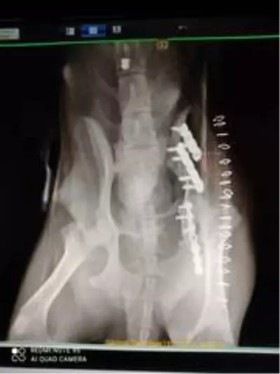 Araba altında ezilen köpeğin daha önce de vurulduğu ortaya çıktı Araba altında ezilen köpeğin daha önce de vurulduğu ortaya çıktı