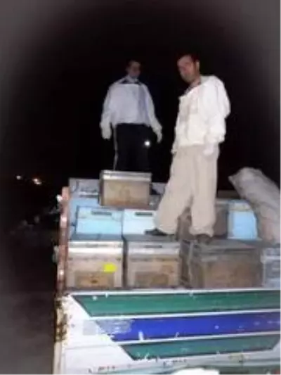Arılarda kışlatma dönemi başladı Arılarda kışlatma dönemi başladı