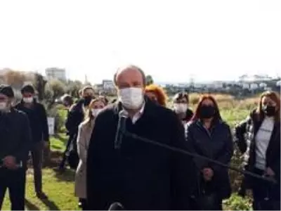 Avcılar'da kadınlar için zeytin ağaçları dikildi Avcılar'da kadınlar için zeytin ağaçları dikildi