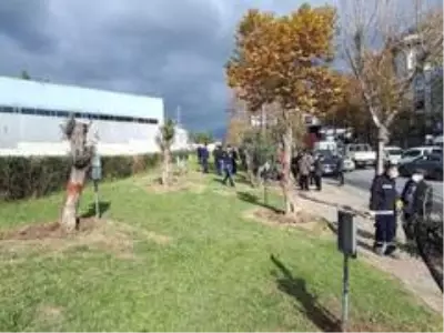 Avcılar'da kadınlar için zeytin ağaçları dikildi Avcılar'da kadınlar için zeytin ağaçları dikildi