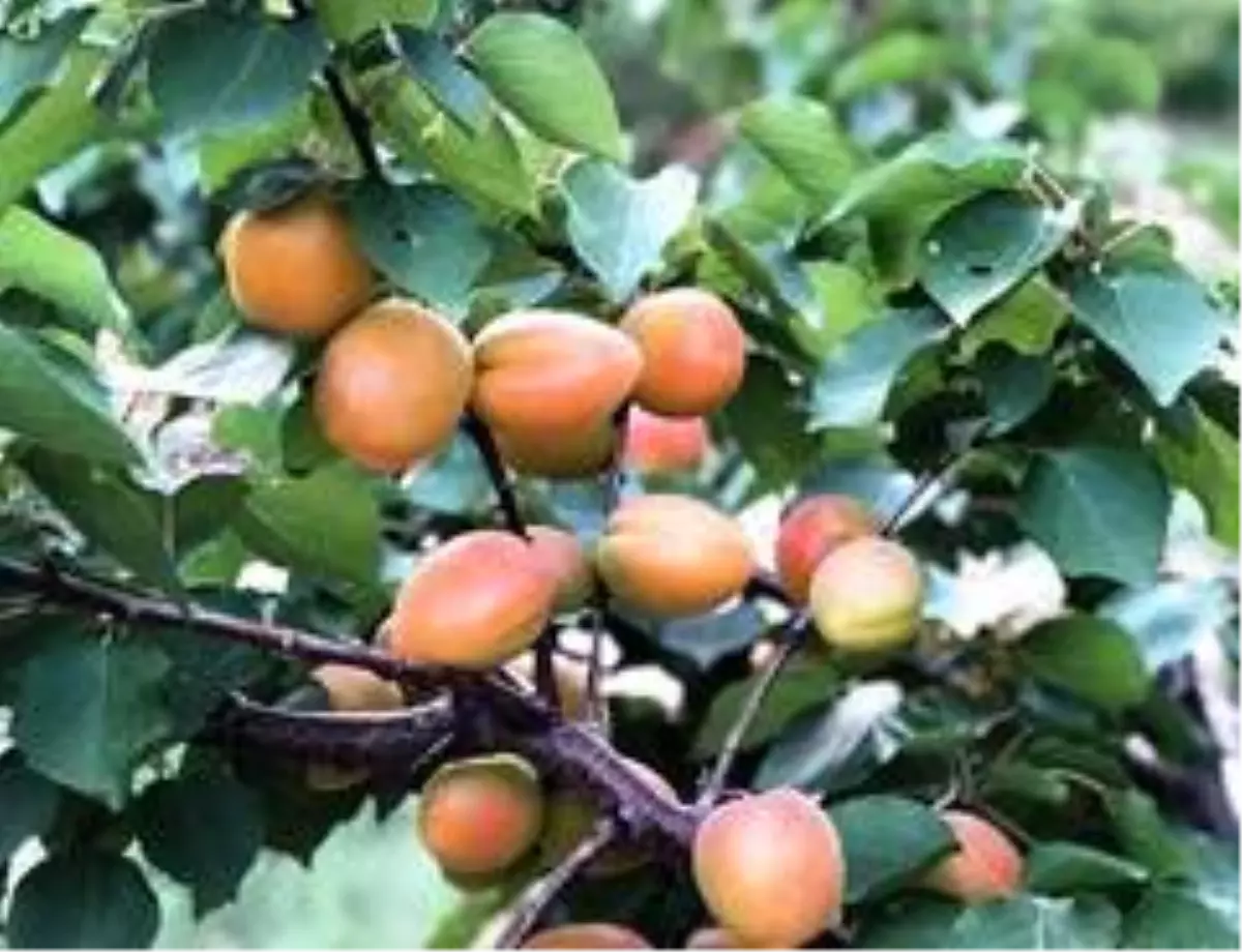 Aydın'da 21 bin 776 adet kayısı fidanı dağıtılacak