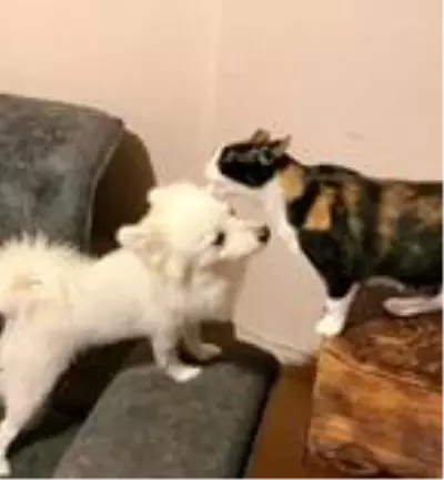 Aynı evde büyüyen kedi ve köpek, uzun süre sonra bir araya geldi Aynı evde büyüyen kedi ve köpek, uzun süre sonra bir araya geldi