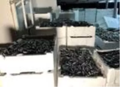 Balıkçılar yüzlerce kasa hamsiyle döndü Balıkçılar yüzlerce kasa hamsiyle döndü
