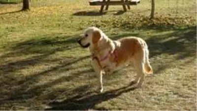 Bir bacağı kesilen köpek, öğrencilerin sevgisi ile hayata tutundu Bir bacağı kesilen köpek, öğrencilerin sevgisi ile hayata tutundu