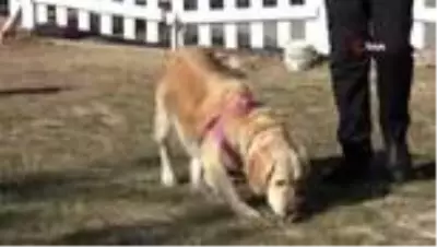 Bir bacağı kesilen köpek, öğrencilerin sevgisi ile hayata tutundu Bir bacağı kesilen köpek, öğrencilerin sevgisi ile hayata tutundu