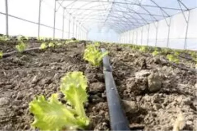 Büyükşehir destekli seralarda üretim devam ediyor Büyükşehir destekli seralarda üretim devam ediyor