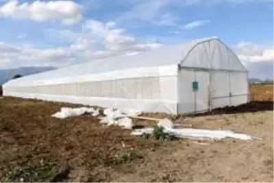 Büyükşehir destekli seralarda üretim devam ediyor Büyükşehir destekli seralarda üretim devam ediyor