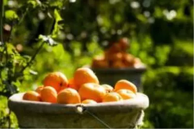 Mandalina ihracatından 1 ayda 110 milyon dolar elde edildi Mandalina ihracatından 1 ayda 110 milyon dolar elde edildi