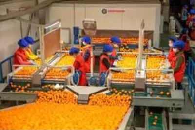 Mandalina ihracatından 1 ayda 110 milyon dolar elde edildi Mandalina ihracatından 1 ayda 110 milyon dolar elde edildi