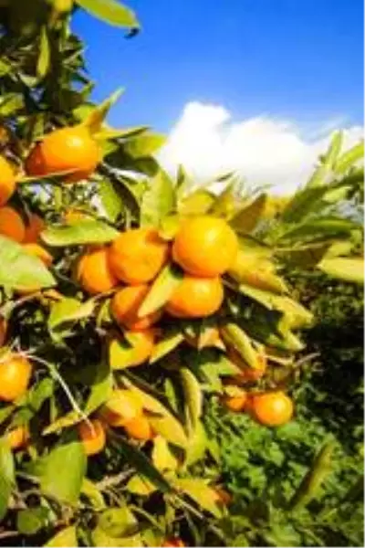 Mandalina ihracatından 1 ayda 110 milyon dolar elde edildi Mandalina ihracatından 1 ayda 110 milyon dolar elde edildi