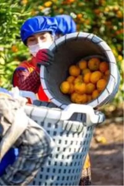 Mandalina ihracatından 1 ayda 110 milyon dolar elde edildi Mandalina ihracatından 1 ayda 110 milyon dolar elde edildi