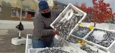 Düzceli balıkçı yaptığı kampanya ile hamsiyi 5 TL'den satışa sundu Düzceli balıkçı yaptığı kampanya ile hamsiyi 5 TL'den satışa sundu