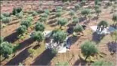 GAZİANTEP - Güneydoğulu üreticilerin zorlu zeytin hasadı başladı GAZİANTEP - Güneydoğulu üreticilerin zorlu zeytin hasadı başladı
