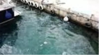 (Havadan fotoğraflarla) İstanbul Boğazı'nı denizanaları bastı (Havadan fotoğraflarla) İstanbul Boğazı'nı denizanaları bastı