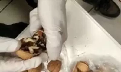 Ceviz içine gizlediği uyuşturucu ile havalimanında yakalandı Ceviz içine gizlediği uyuşturucu ile havalimanında yakalandı