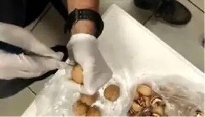 Ceviz içine gizlediği uyuşturucu ile havalimanında yakalandı Ceviz içine gizlediği uyuşturucu ile havalimanında yakalandı