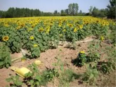 Kırklareli'de 114 bin dönüm sulanan alanda ülkeye 338 milyon lira kazandırıldı Kırklareli'de 114 bin dönüm sulanan alanda ülkeye 338 milyon lira kazandırıldı